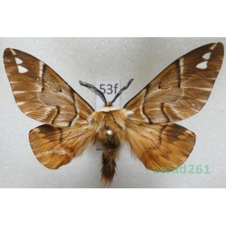 Endromis versicolora (Linnaeus, 1758) male Nasierszyca brzozówka, nasierszyca różnobarwna Poland53f